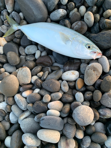 ワカシの釣果