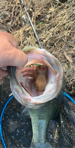 ラージマウスバスの釣果