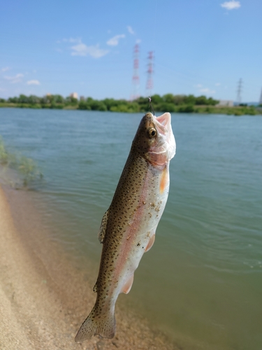 ニジマスの釣果