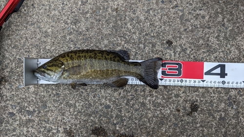 スモールマウスバスの釣果