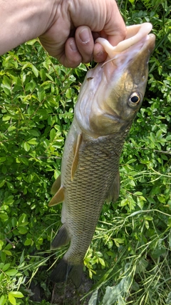 ニゴイの釣果