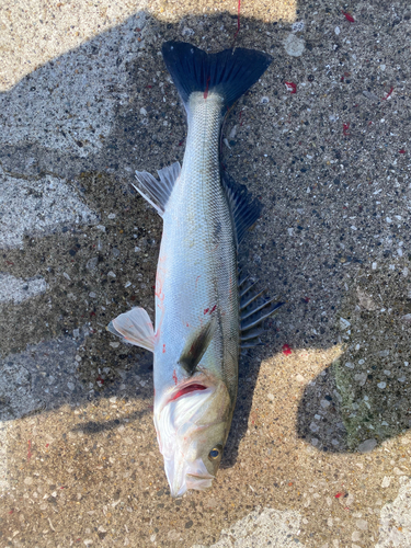 フッコ（マルスズキ）の釣果