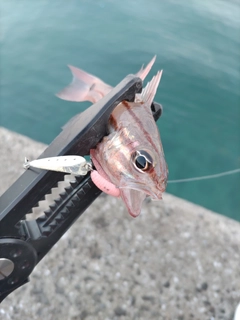 ネンブツダイの釣果