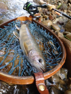 イワナの釣果