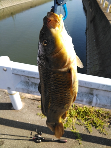 コイの釣果