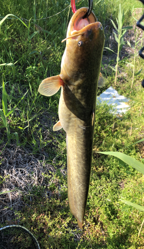 マナマズの釣果