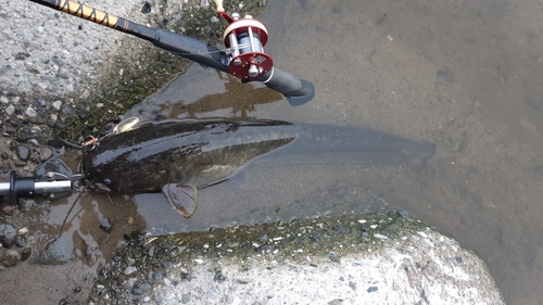 ナマズの釣果