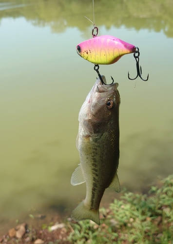 ブラックバスの釣果