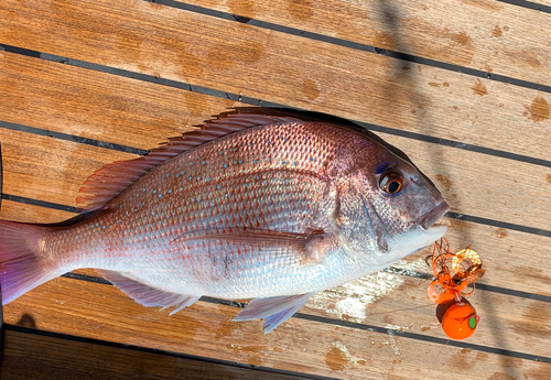 タイの釣果