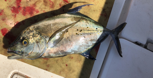 ナンヨウカイワリの釣果