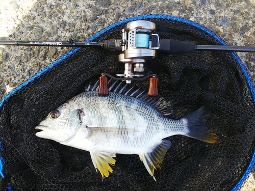 キビレの釣果