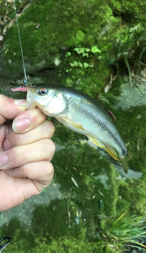 カワムツの釣果