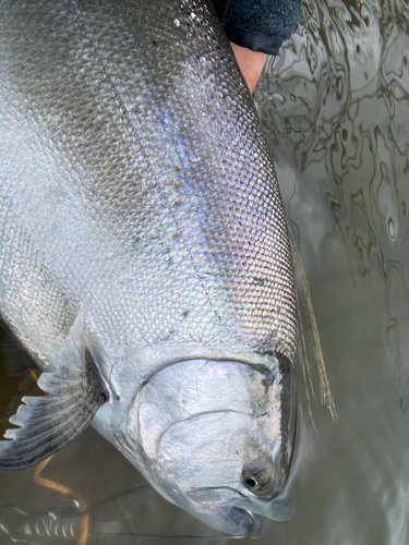 サクラマスの釣果