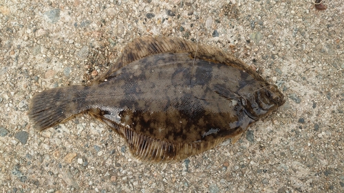 カレイの釣果