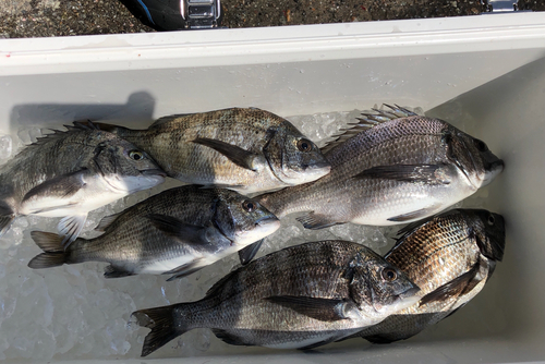 クロダイの釣果