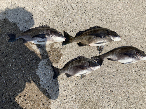 チヌの釣果