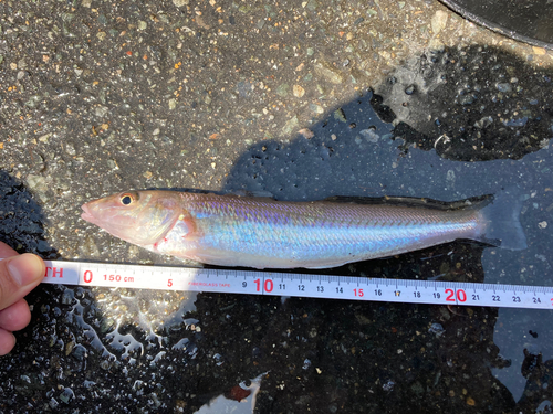 タケノコメバルの釣果