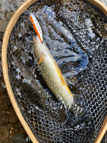 イワナの釣果