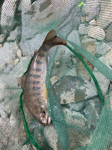 アマゴの釣果