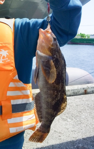 アイナメの釣果