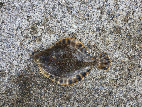 マツカワの釣果