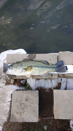 ラージマウスバスの釣果