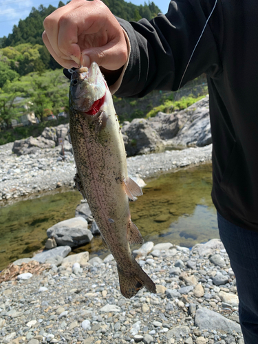 ニジマスの釣果