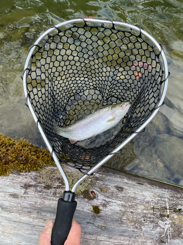 ニジマスの釣果