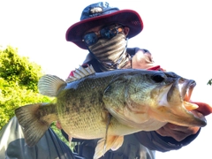 ブラックバスの釣果