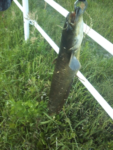 ナマズの釣果