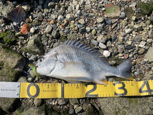 キビレの釣果