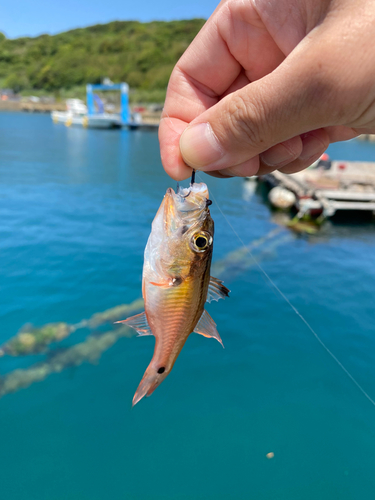 ネンブツダイの釣果