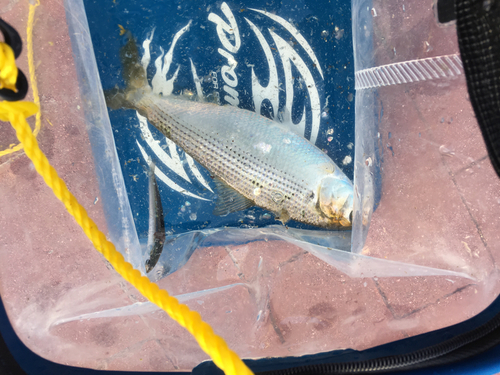 コノシロの釣果