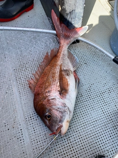 タイの釣果