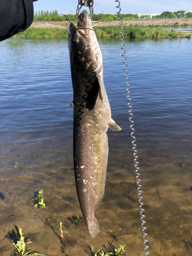 ナマズの釣果