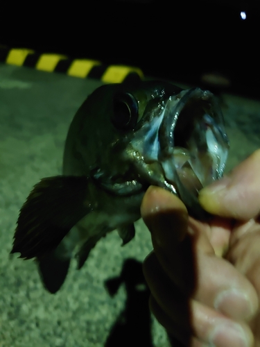 クロメバルの釣果