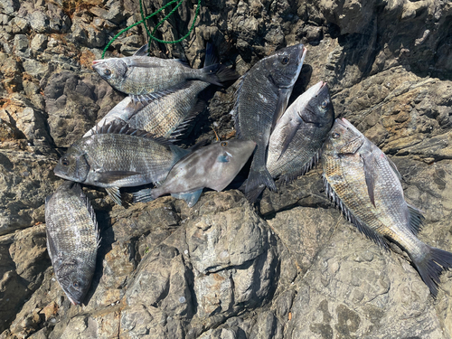 チヌの釣果