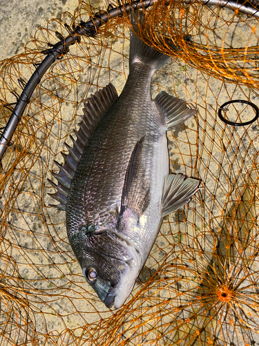 チヌの釣果