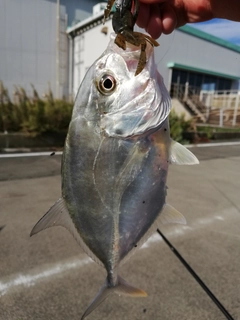 GTの釣果