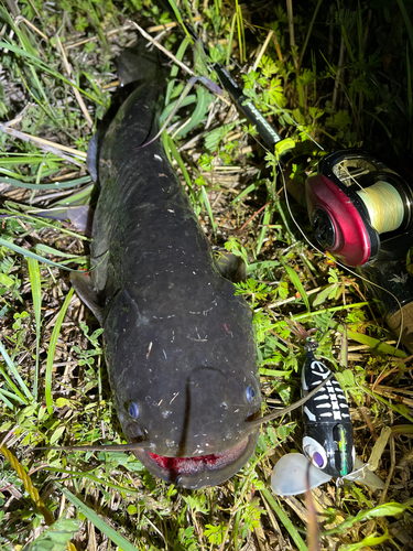 ナマズの釣果