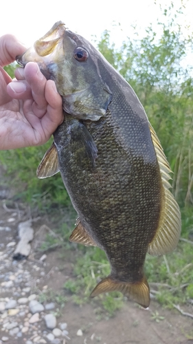 スモールマウスバスの釣果