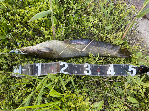 ナマズの釣果