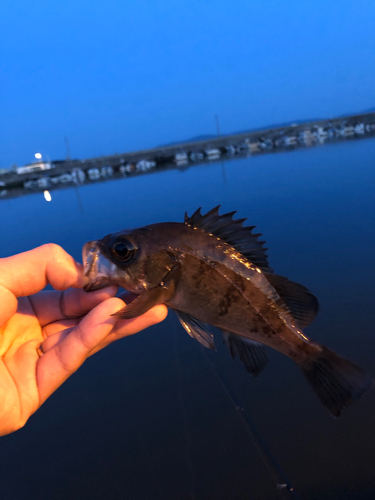 メバルの釣果