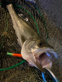 シーバスの釣果