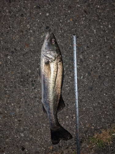 セイゴ（マルスズキ）の釣果