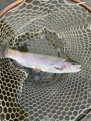 ニジマスの釣果