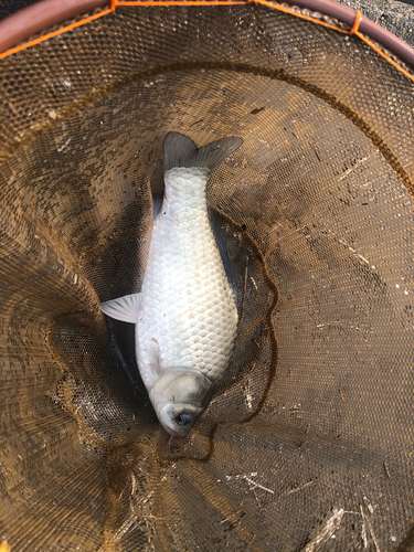 ヘラブナの釣果