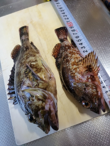 アラカブの釣果