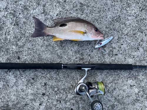 クロホシフエダイの釣果