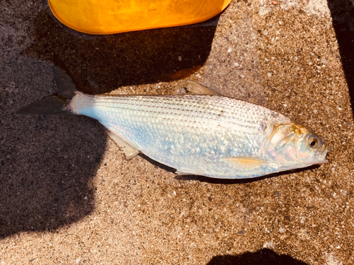 コノシロの釣果